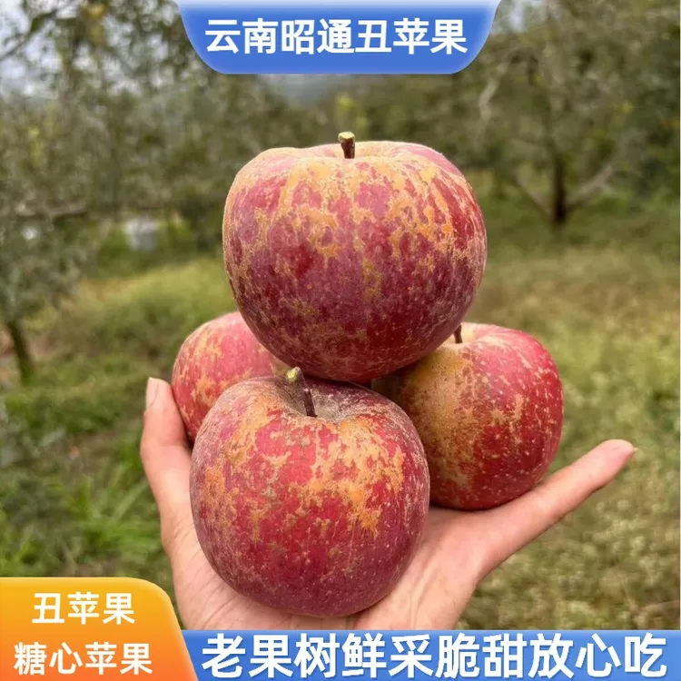 正宗【丑苹果】糖心苹果红富士云南昭通产地现摘新鲜脆原高山现摘发