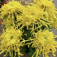 （可泡茶）麦浪黄金丝菊花九月大菊菊花苗土球发货盆栽