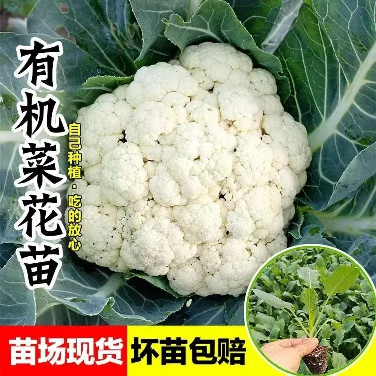 菜花苗花菜苗松花菜苗松花菜种子蔬菜种子蔬菜苗秧苗西兰花籽种苗