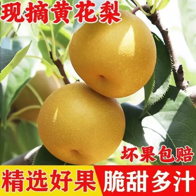 湖北正宗黄花梨新鲜当季孕妇水果梨子沙梨多汁皇冠脆甜秋月翠冠