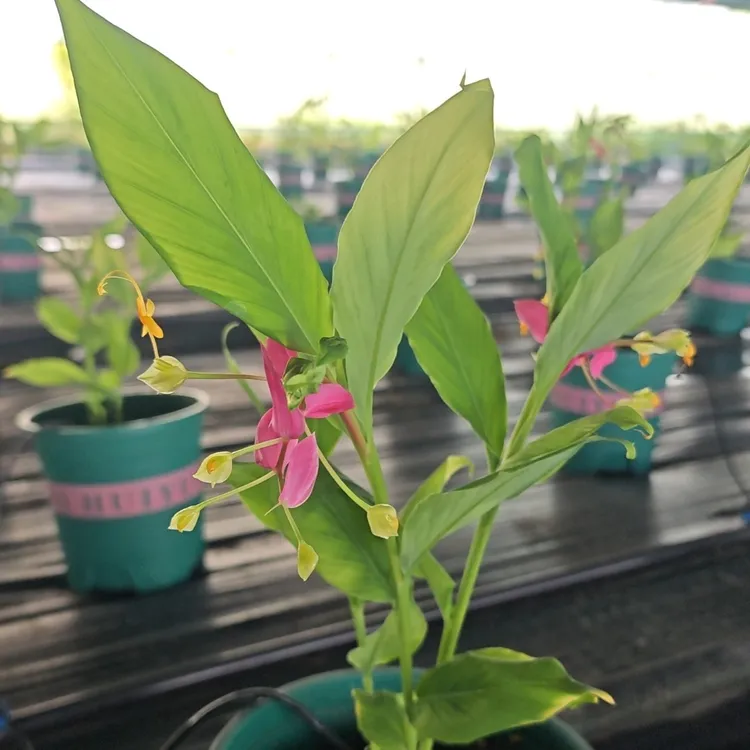 舞花姜带种球发货,教师节爆款,小众花材,基地直采黄金榕绿植