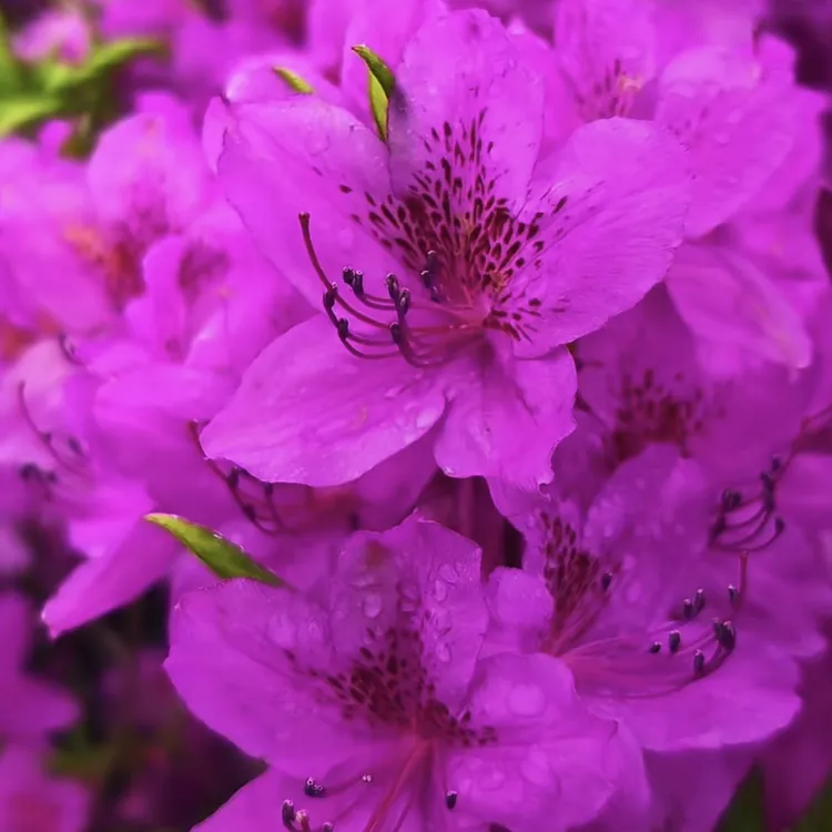 映山红紫色杜鹃韩国品种——【一物一拍】