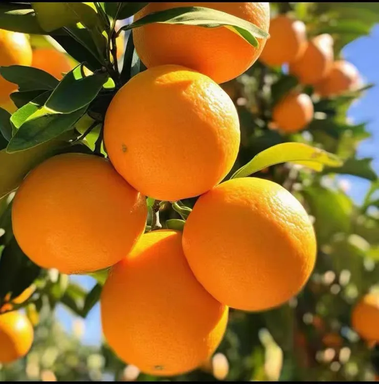 【暖冬惠购】正宗赣南脐橙20斤装新鲜采摘香甜橙子不泡药不打蜡