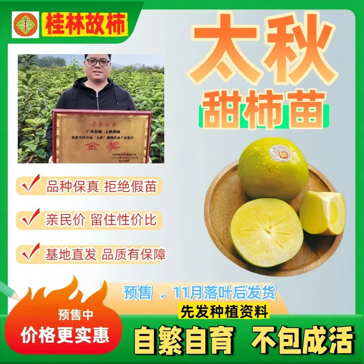 太秋甜柿苗大秋脆甜柿正宗对版假一赔十指导种植不包成活柿子树