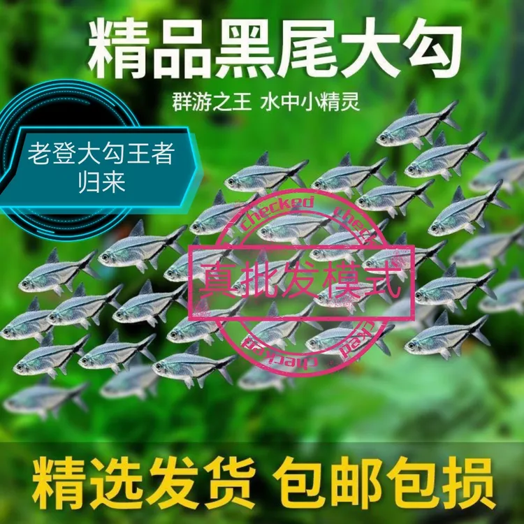 黑尾大勾群游小型热带淡水观赏鱼草缸饲养好养耐活