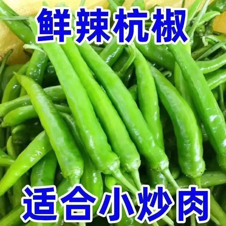 【现摘杭椒】新鲜现摘杭椒白辣椒青椒尖椒泡椒虎皮辣椒特辣商品图