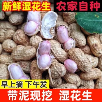 2025年新鲜湿人工挑选现挖带壳农家自种颗粒饱满粉皮花生
