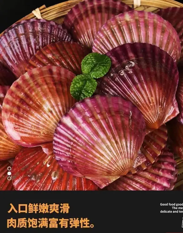 扇贝鲜活  大红贝 港湾贝 鲜活发货5斤一箱包邮包鲜不包活