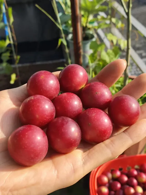 圆叶葡萄红宝石新鲜水果