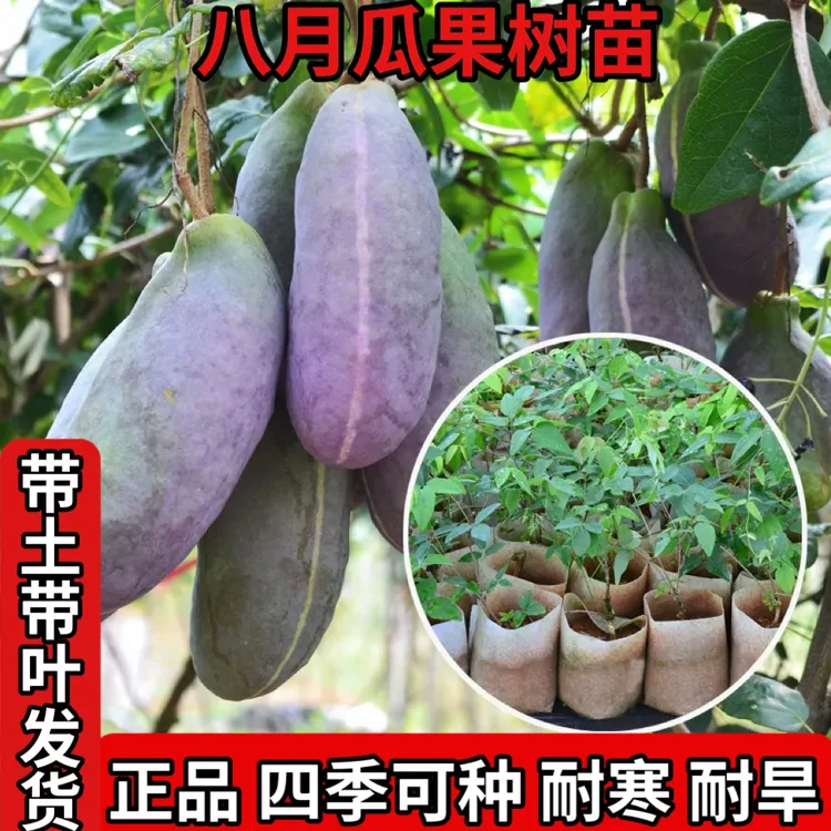 八月瓜树苗少籽大果常绿爬藤带叶带土可南北方种植新款商品图