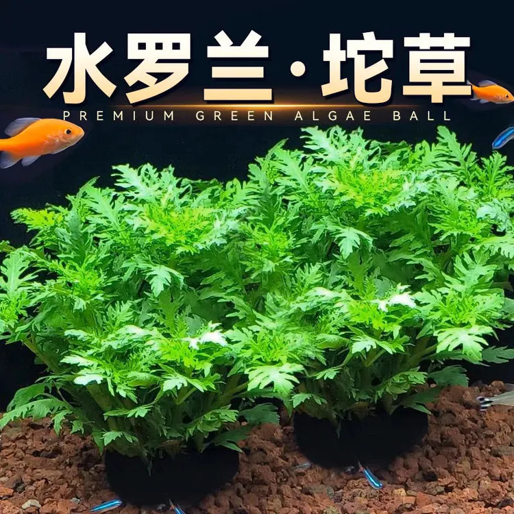 水罗兰坨草真草鱼缸造景后景阴性水草新手懒人好养活可净水增氧