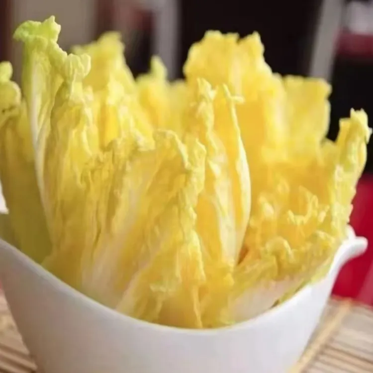 甘肃高原现摘现发黄心娃娃菜新鲜时令清甜软糯无筋无丝净菜白菜