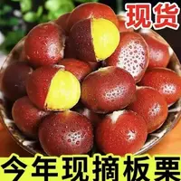 （买3斤送2斤）新鲜现摘高山板栗产地直发难剥皮送剥皮器