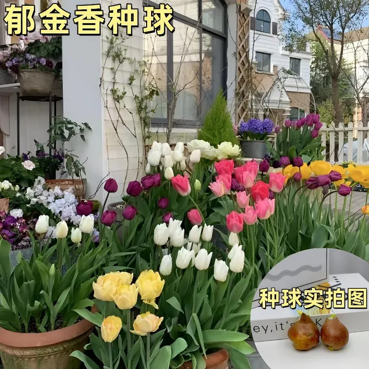 【郁金香种球】水培郁金香花卉阳台室内外好养易活水土培花卉种球