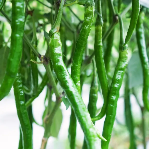 新鲜现摘二荆条青线椒长条薄皮香辣青椒