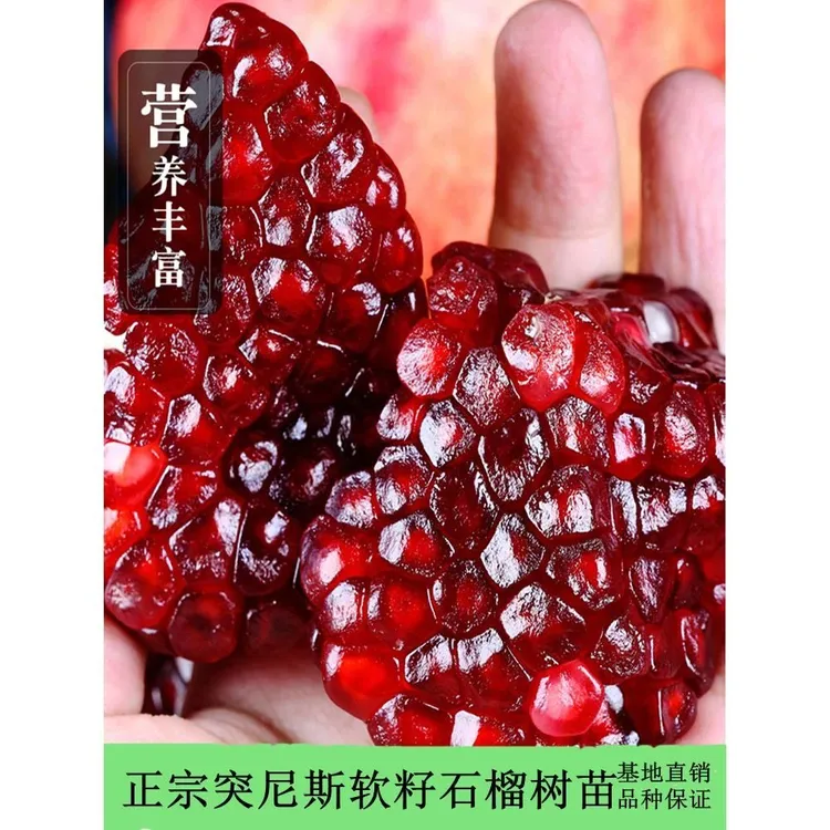 正宗嫁接突尼斯石榴树苗当年结果南北方庭院盆栽种植耐寒耐寒植物