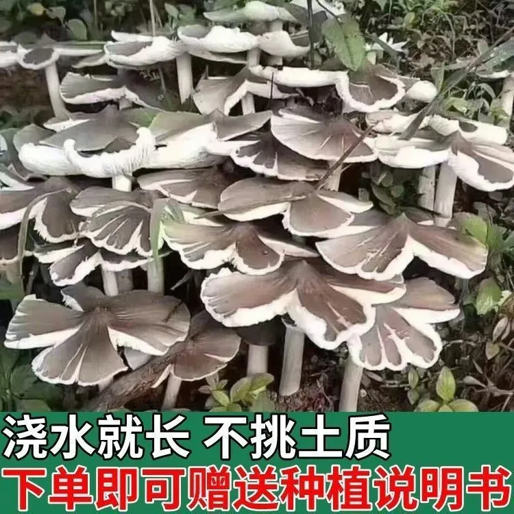 鸡枞菌高产菌伞把菇三塔菌鸡肉菌草菇香草菇四季可种原种菌包菌种