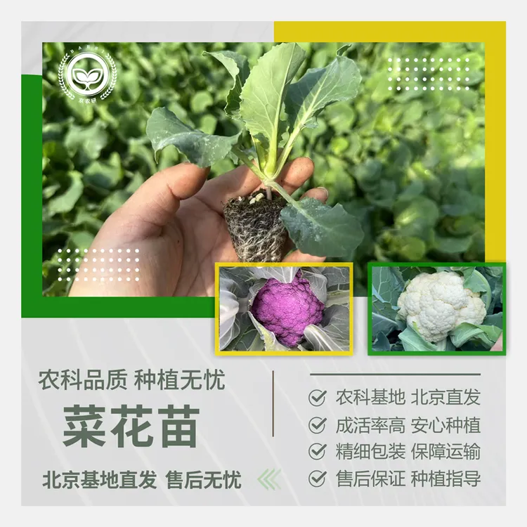 农科院菜花秧苗紫色花菜苗白松花菜西蓝花苔阳台地栽易成活蔬菜苗