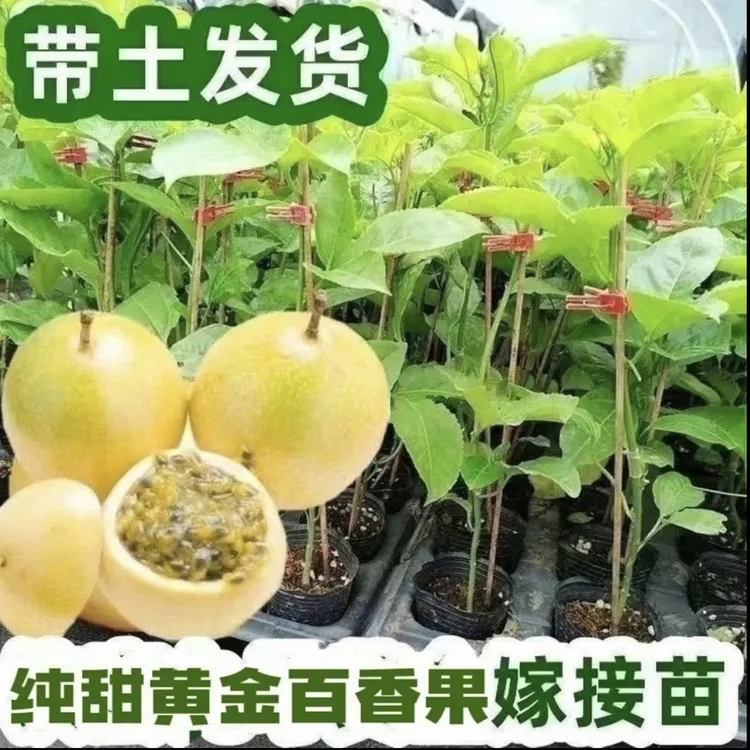 纯甜无酸高产果树黄金百香果嫁接苗带土带叶四季庭院爬藤