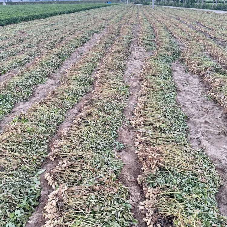 河南开封沙土地2025新花生农家自种带壳干花生