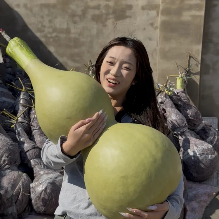 超大连腰长嘴大八宝葫芦 种 子 5粒