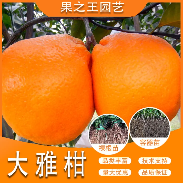 果之王【大雅柑】盆栽地栽正宗嫁接产量高晚熟南北果大柑橘苗