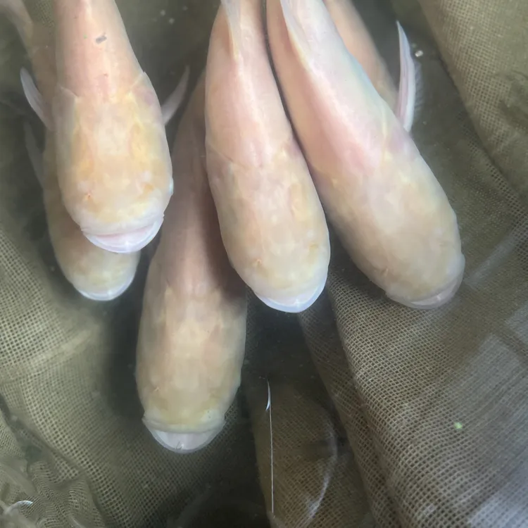 【极品挑选】超大红眼金大头宠物鱼观赏可食用鱼