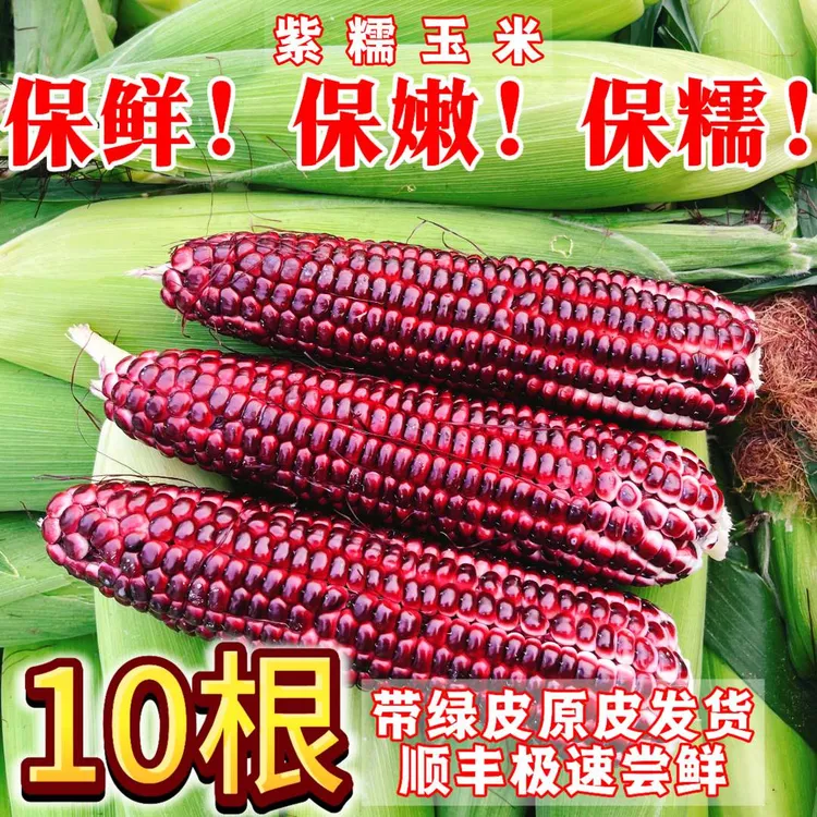早餐新鲜现摘紫糯玉米10根花青素香甜软糯甜玉米农家自种黑糯玉米