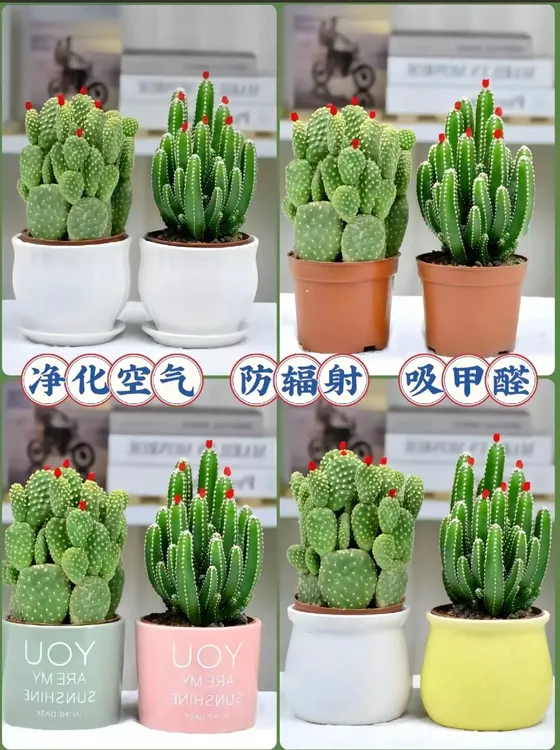 办公室招财绿植防辐射吸甲醛多肉植物盆栽花卉好养活仙人掌万重山