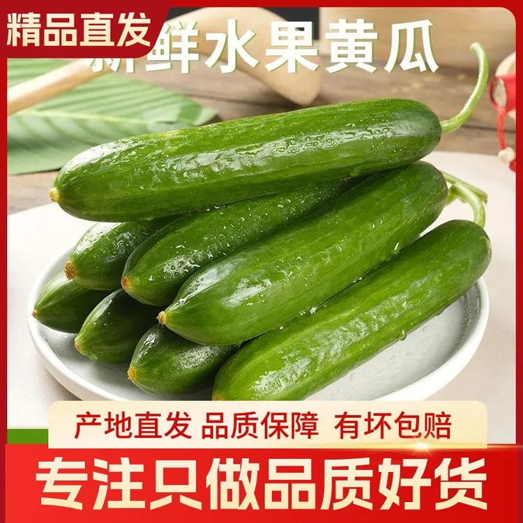 新鲜水果小黄瓜现摘现发脆嫩无刺生吃爽口脆甜小青瓜即食蔬菜批发