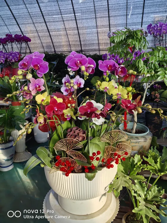 本地蝴蝶兰全家福系列瓷盆12株组盆随机发