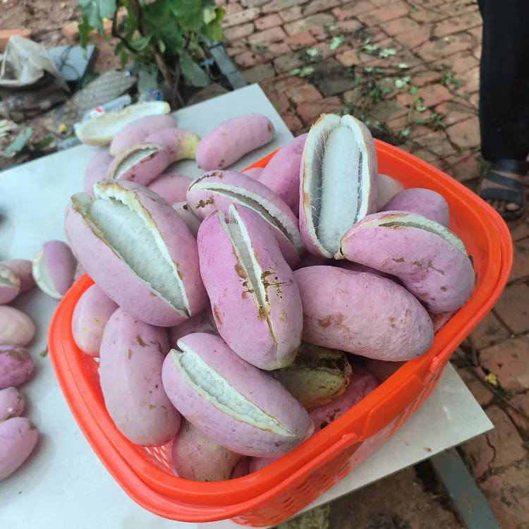 现摘现卖八月瓜新鲜水果八月炸当季现摘伏牛山脉稀有香甜整箱包邮