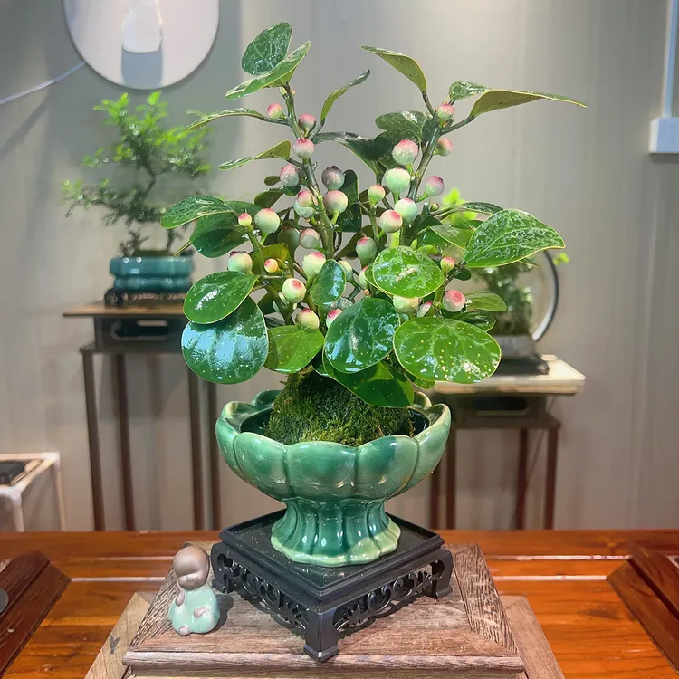小盼菩提禅意带花盆绿植盆栽中式室内客厅好养绿植办公室绿植摆件商品图
