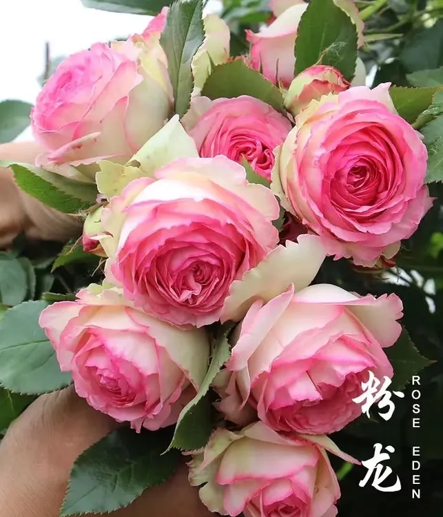 粉色龙沙宝石 70-100cm 大花重瓣浓香 多季开花  爬藤月季花欧月