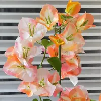 新品【凤凰】三角梅好养活绿植盆栽不带花