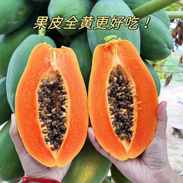 海南木瓜树上熟大青红心牛奶到手放全黄流胶更好4.5斤装