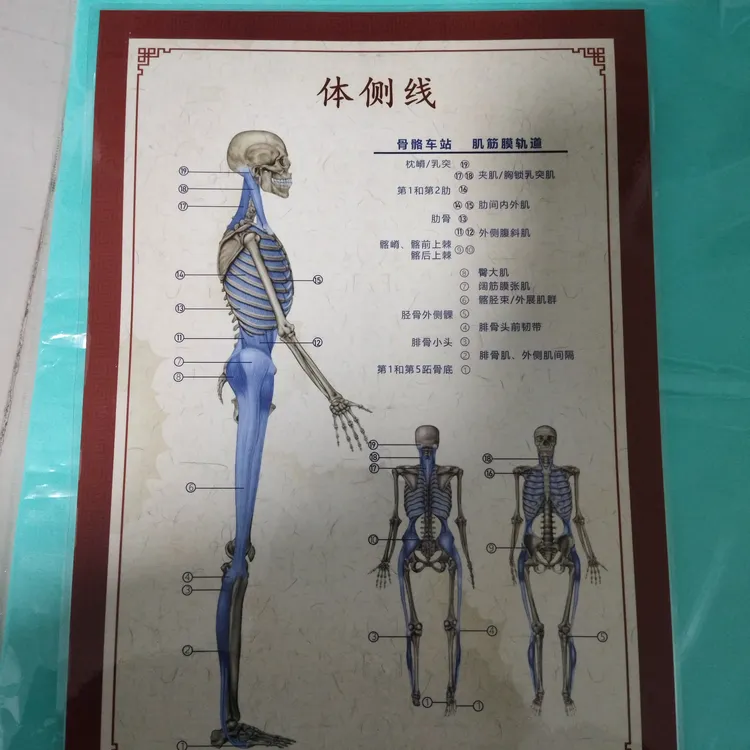 筋膜链图解说（不含图）思路／手法不支持退货退款