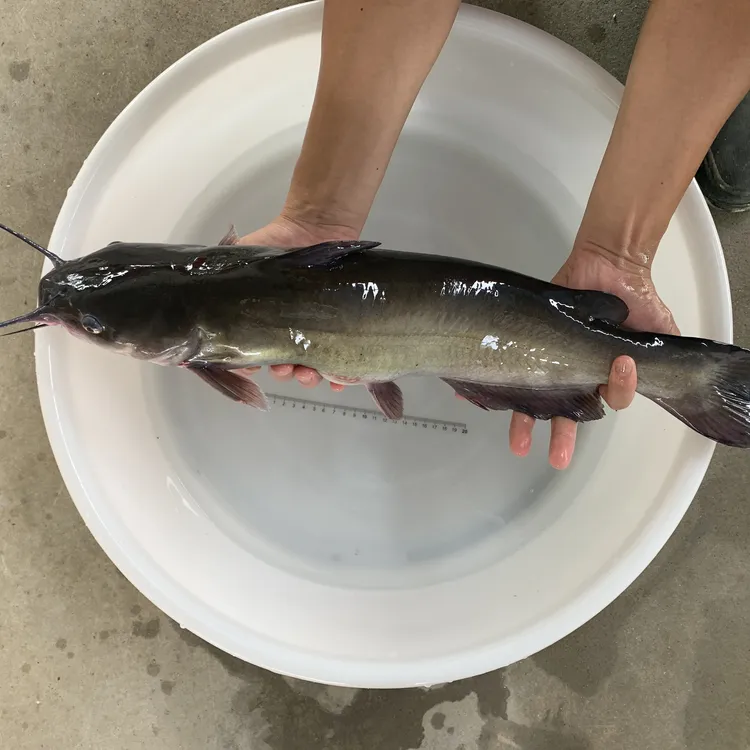 清江鱼 叉尾鱼 淡水鱼