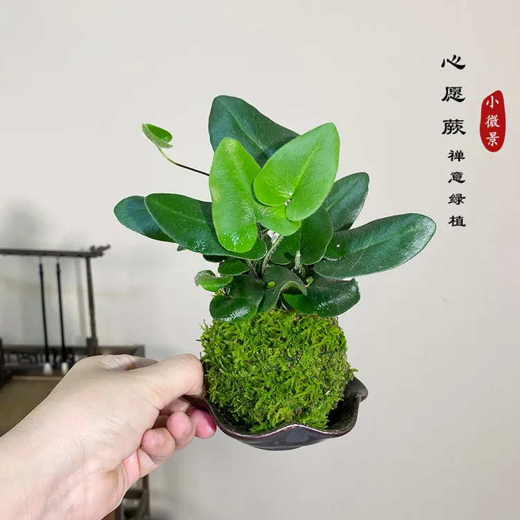 【宏展】心愿蕨苔玉苔藓新中式耐阴好养绿植室内室内绿植茶室