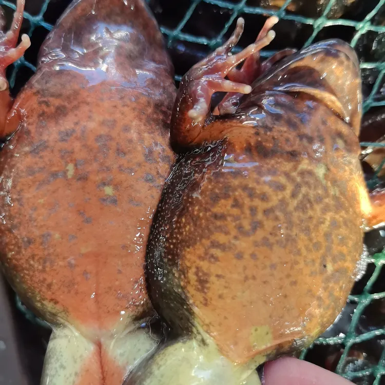 新鲜速冻生冻波士顿龙虾海鲜产品大龙虾包邮