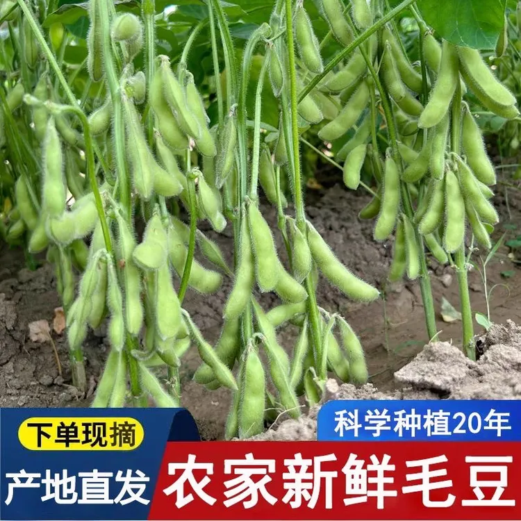 【顺丰包邮】新鲜带壳毛豆安徽露天种植自家种植3斤5斤包邮产地直发