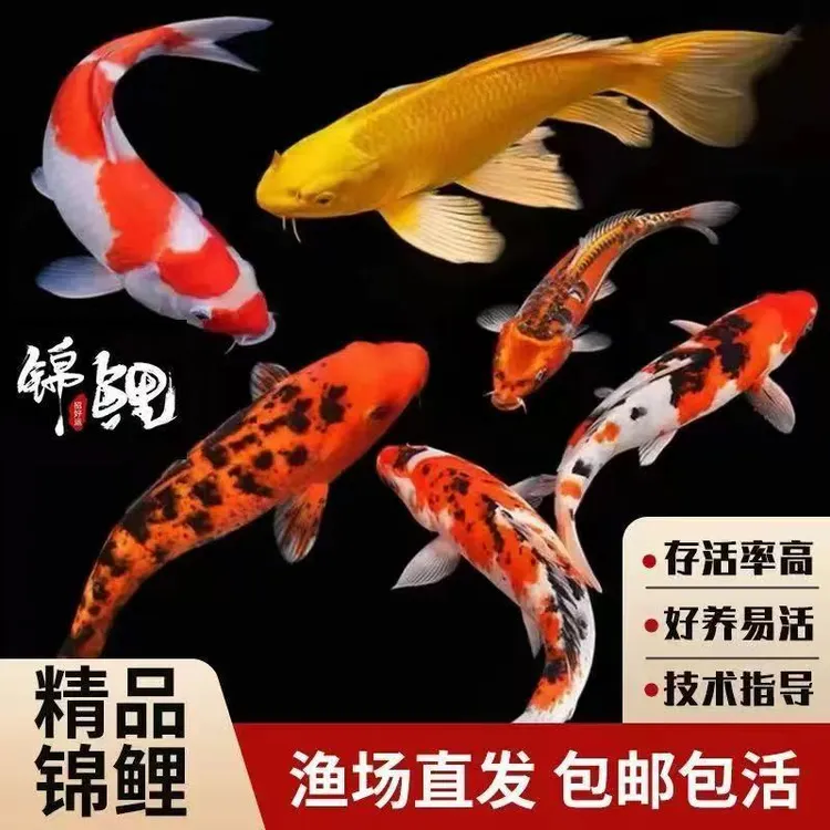 【店铺热卖】锦鲤鱼冷水观赏鱼大正三色淡水红白纯种黄金招财鱼苗