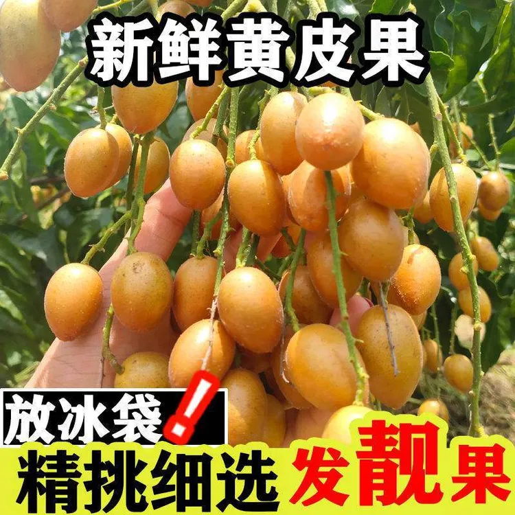 新鲜广东鸡心黄皮果冰糖心黄皮果当季酸甜多汁孕妇水果【顺丰快递】