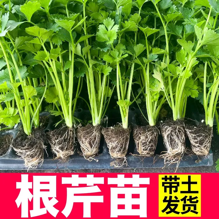 山东寿光根芹苗地中海根芹四季盆栽小院阳台种植带土发货品质对版