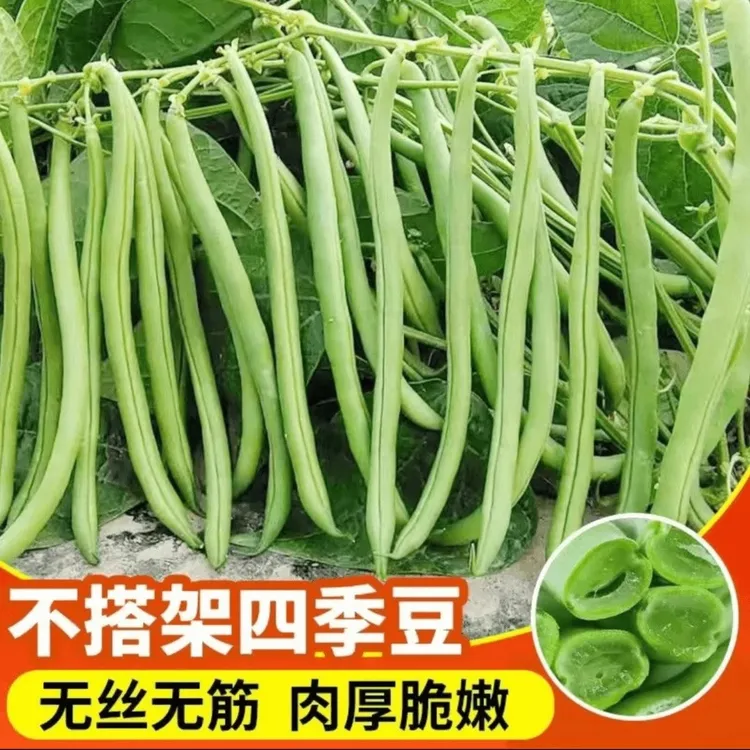 【新疆西藏包邮】高产无架四季豆种子早熟无筋豆种子矮生不搭架商品图