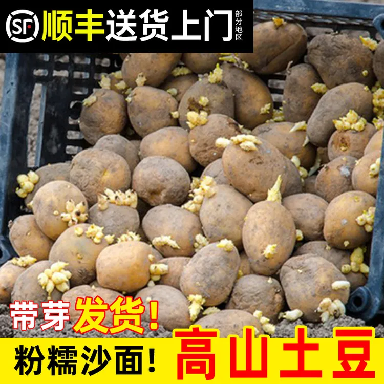 发芽土豆老品种农家种植湖北恩施带芽催芽黄心生长马铃薯洋芋批发