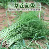 【满五包包邮】割茬茴香种子多次采收割茬小叶茴香易种懒人四季栽培