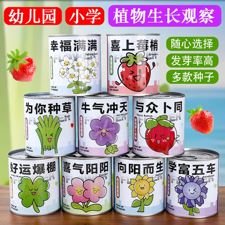 种植易拉罐盆栽绿植幼儿园小学生植物生长观察发芽种子