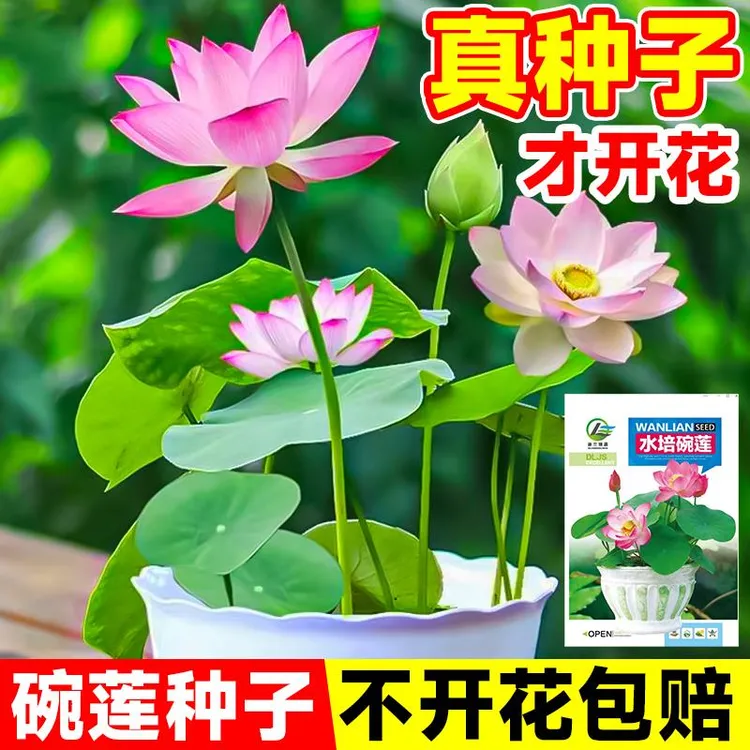 水培碗莲种籽子四季睡莲荷花水养植物室内缸养盆栽铜钱草草籽种孑