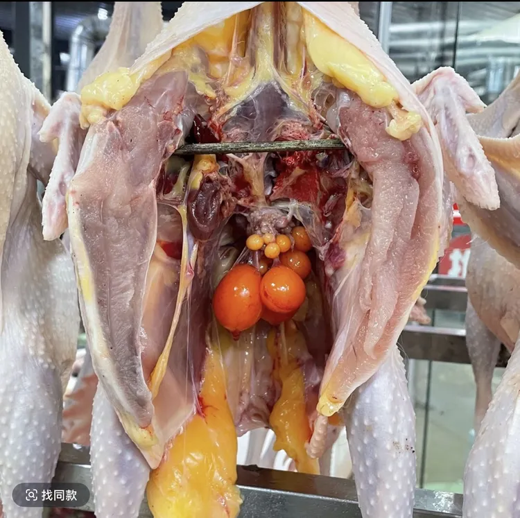 农村老人散养老母鸡（宰杀发货）